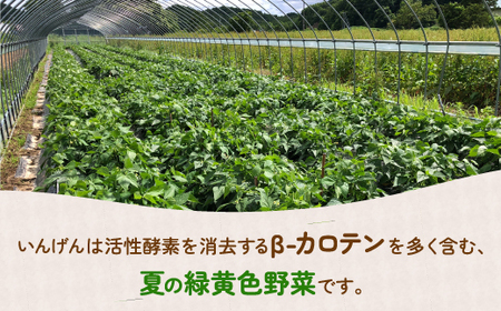 【2026年7月以降順次出荷】さやいんげん 150g×6袋 北海道 豊浦町 