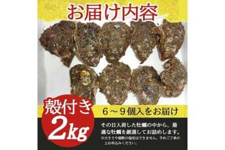 天然岩牡蠣 約2kg 6～9個入 殻付き 山形県遊佐町吹浦産 6月上旬～8月下旬頃お届け 冷蔵便 ※着日指定・離島（沖縄県を含む）発送不可 カキ かき 岩かき お取り寄せ 日本海 東北 庄内 鮮魚 新鮮 [1472]