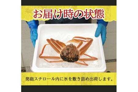 生・本ズワイガニ 1匹 500g程度 遊佐沖 10月中旬～12月下旬頃お届け 冷蔵便 ※着日指定・離島（沖縄県を含む）発送不可 1人前 東北 山形県 庄内地方 日本海 カニ 蟹 かに 海産物 シーフード 海鮮 新鮮 鮮魚 まるごと 生食 刺身 ボイル 焼き 期間限定 [853]