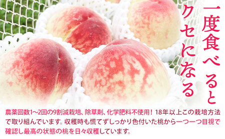 和歌山県産の桃【先行予約】 約1.8kg (5～8玉入り) GREEN JUNCTION株式会社《2026年6月中旬-2026年8月末頃出荷》和歌山県 紀の川市 桃 果物 果実 フルーツ 自然栽培 送料無料