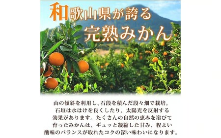【先行予約】有田の小玉みかん5kg(S～3Sサイズ混合)◇｜みかん ミカン 柑橘 果物 くだもの フルーツ 甘い 小玉 先行予約 国産 濃厚 絶妙 糖度 酸味 産地直送 美浜町