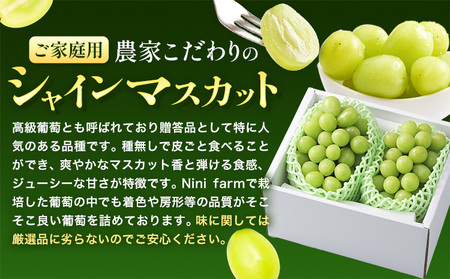 【2026年発送】シャインマスカット ご家庭用 農家こだわりの シャインマスカット  約1.2kg  Nini farm 