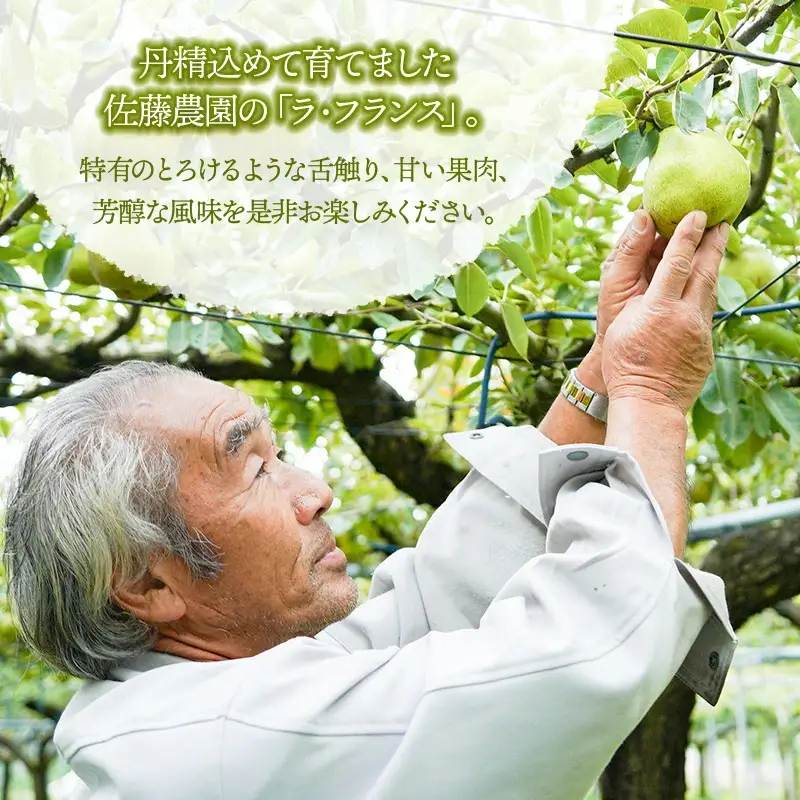 【令和8年産先行予約】庄内柿＆ラ・フランス セット　約2kg　山形県鶴岡市産　佐藤農園