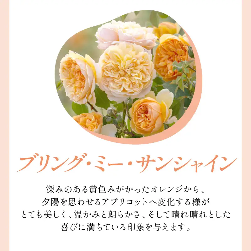 【イングリッシュローズ】デビッド・オースチン ブリング・ミー・サンシャイン6L 鉢苗（バラ専用肥料付）【025D-024】