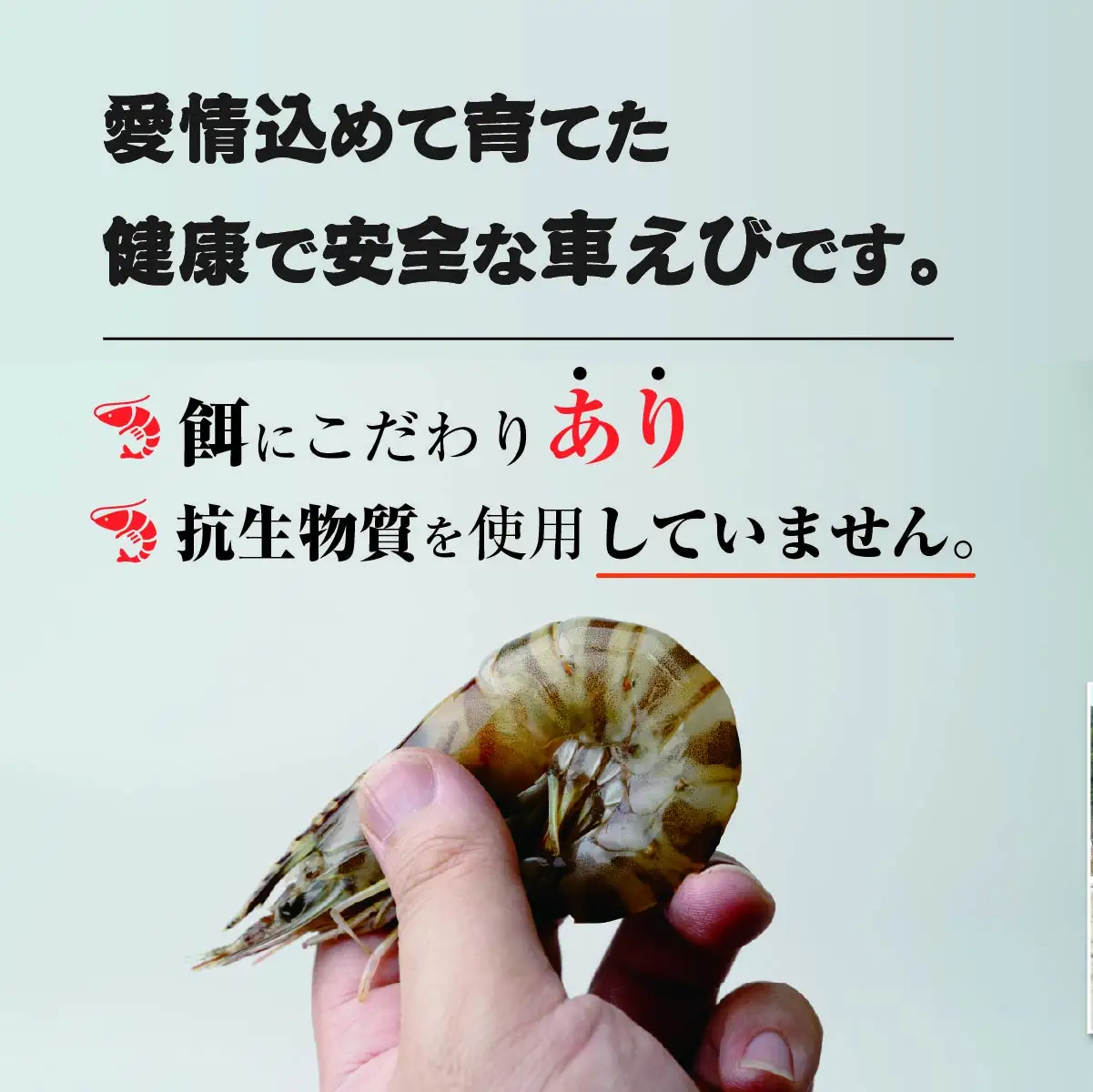 車海老 急速冷凍 活きな 車えび【無頭8～10尾(約140g)×2袋セット】【配送不可地域：離島】