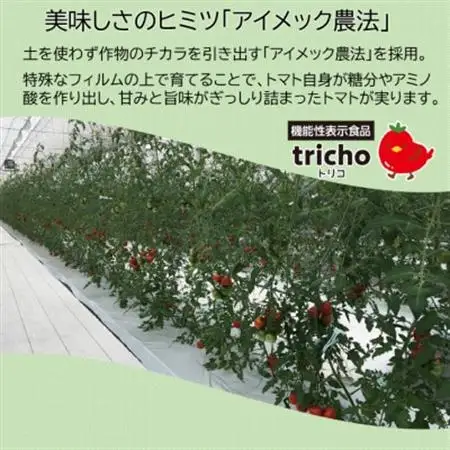 高糖度フルーツトマト「tricho(トリコ)」120g×6パックセット【配送不可地域：離島】【1577635】