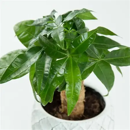 運気アップのインドアグリーン「パキラ」_花・観葉植物 観葉植物・苗木  _【1573882】