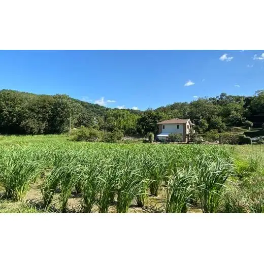 マコモ 真菰茶大セット まこも マコモ茶  ノンカフェイン