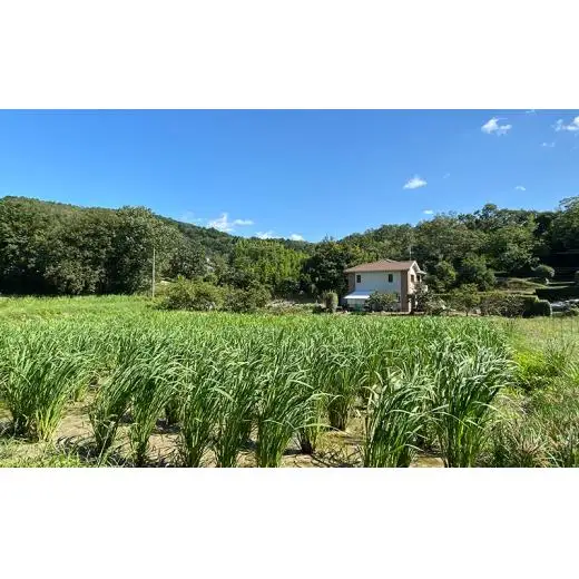 マコモ 真菰茶小セット まこも マコモ茶  ノンカフェイン