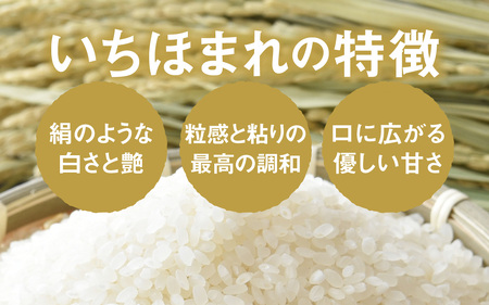 無洗米 令和7年産 福井県産いちほまれ 5kg 2袋 [C-014009] 【 無洗米 】