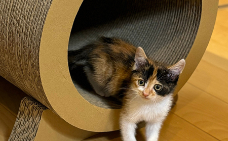 猫の爪とぎ　ローリングトンネル 猫 ねこ ネコ キャット cat 爪とぎ ダンボール 段ボール かわいい 日本製 国産 おもちゃ ペット インテリア 愛猫 動物 猫用品 猫用玩具 グッズ 愛猫へプレゼント ペット用品 愛知県 常滑市