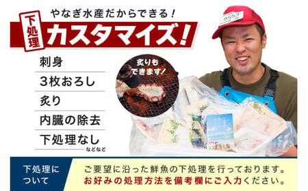 【定期便】どんちっち浜田【至高】の鮮魚 10回～最高級この男シリーズ～ 【006_2052】