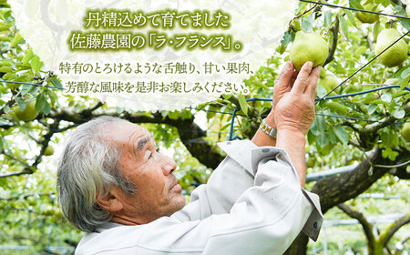 【令和8年産先行予約】 ラ・フランス　2L～3L　約2kg　(8～11玉)　 山形県鶴岡市産　佐藤農園
