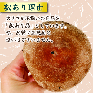 【全3回定期便】 訳あり 不揃い 生しいたけ 1kg しいたけ シイタケ 椎茸