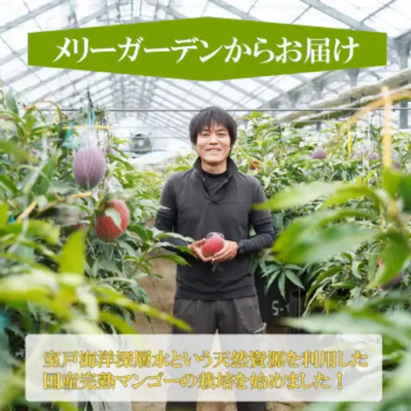 高知県安芸市産 完熟マンゴー「アーウィンアップルマンゴー」（岡宗農園）