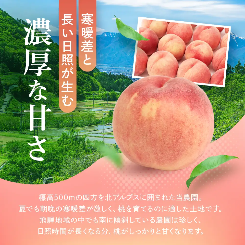 【ふるなび限定】訳あり 桃 飛騨の桃（4-8玉）FN-Limited-PR