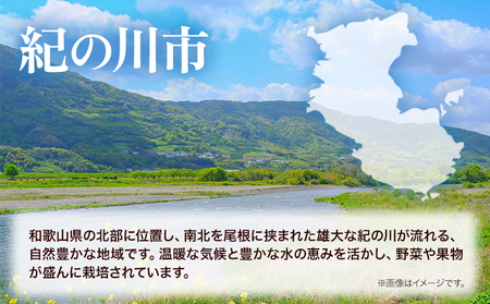 【ふるなび限定】令和6年産 米 5kg 紀の川応援米《30日以内に出荷予定（土日祝除く）》