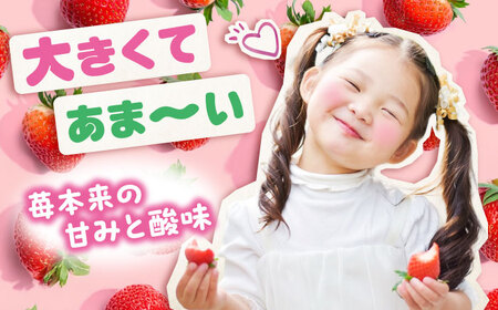 【2026年1月以降順次発送】こだわりの紅ほっぺ 280g 4パック[BAFN001]紅ほっぺ