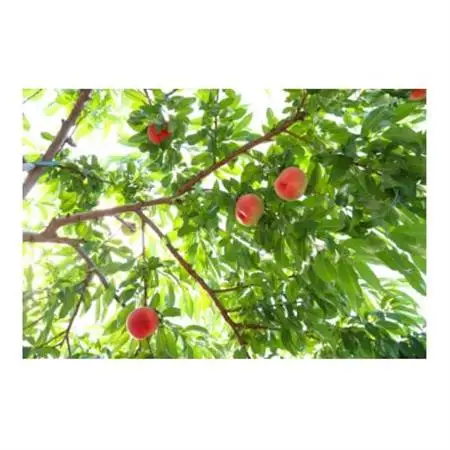 【2026年発送】フルーツ王国　長野県信州直送　桃　川中島白鳳　約2kg(4～8玉)【配送不可地域：離島】【1577362】