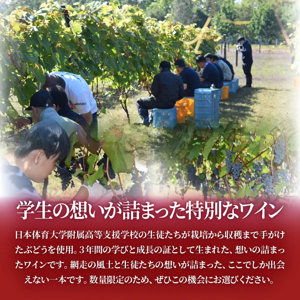 【先行予約】ル・ロワ・デ・グラス（令和8年5月中旬より順次発送） ABBH001