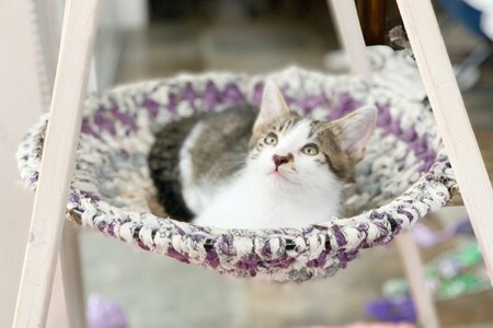 猫 ハンモック ねこいとハンモック 1段タイプ [ねこいとハンモックpama 石川県 中能登町 27ao0013]