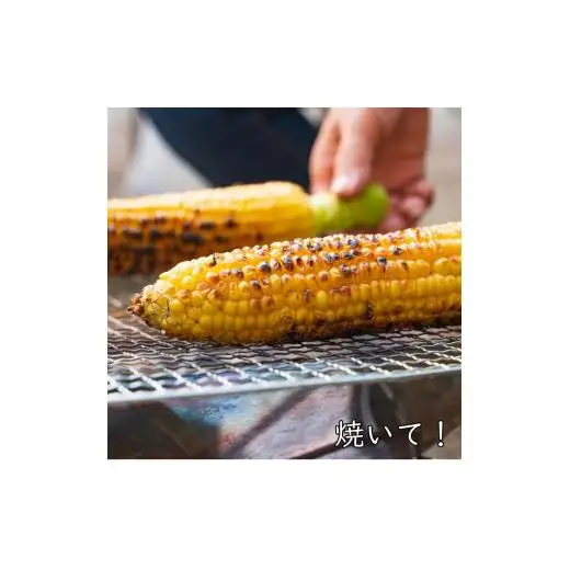 《2026年発送》朝採り とうもろこし スイートコーン「恵味スター」5kg（10～13本） ／ とうもろこし トウモロコシ コーン スイートコーン 恵味スター 5kg 産地直送 産直 送料無料