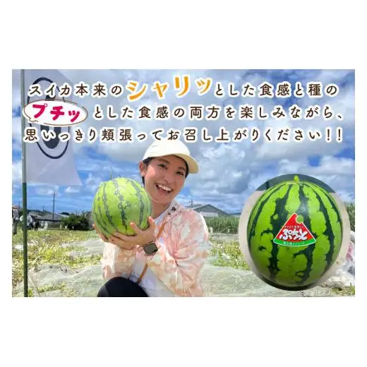 タネまで食べられる？！ タネまで美味しいスイカ「ぷちっと」約3kg（1玉） (CI001)