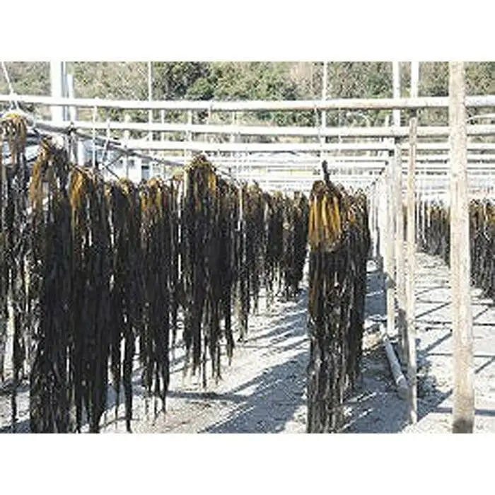 紀州衣奈産乾燥わかめ 約150g×5パック（2026年産） ［SL46］