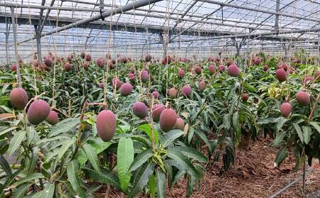 マンゴー【2026年発送】濃密マンゴー《秀品・約1kg》