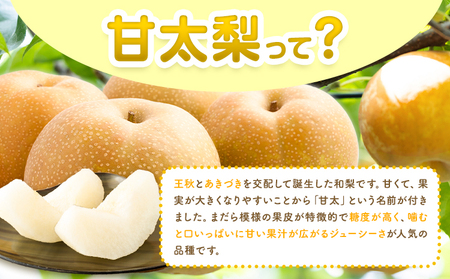 【2026年先行予約】梨 甘太梨 約2kg 藤末果樹園 《9月中旬-9月下旬頃出荷》 熊本県 荒尾市 梨 なし 果物 フルーツ デザート かんたなし 送料無料