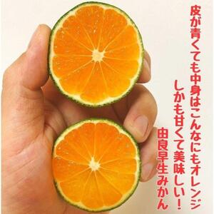 有田みかん 由良早生S～Lサイズ混合 約5kg 【2026年発送 先行予約】