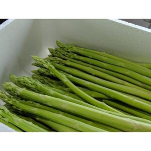 【先行予約】天空のアスパラガス 「訳あり」1ｋｇ 【２０２６年４～５月頃発送】