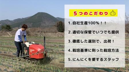 【訳あり】田子町産乾燥にんにく『１kg』