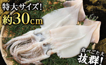 北海道産 真イカ開き(加熱用) 2枚入り×2パック 〈斉藤水産〉 AM173