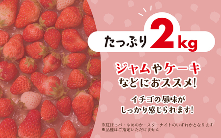 訳ありいちご 約2kg 250g×8P ジャム用 苺