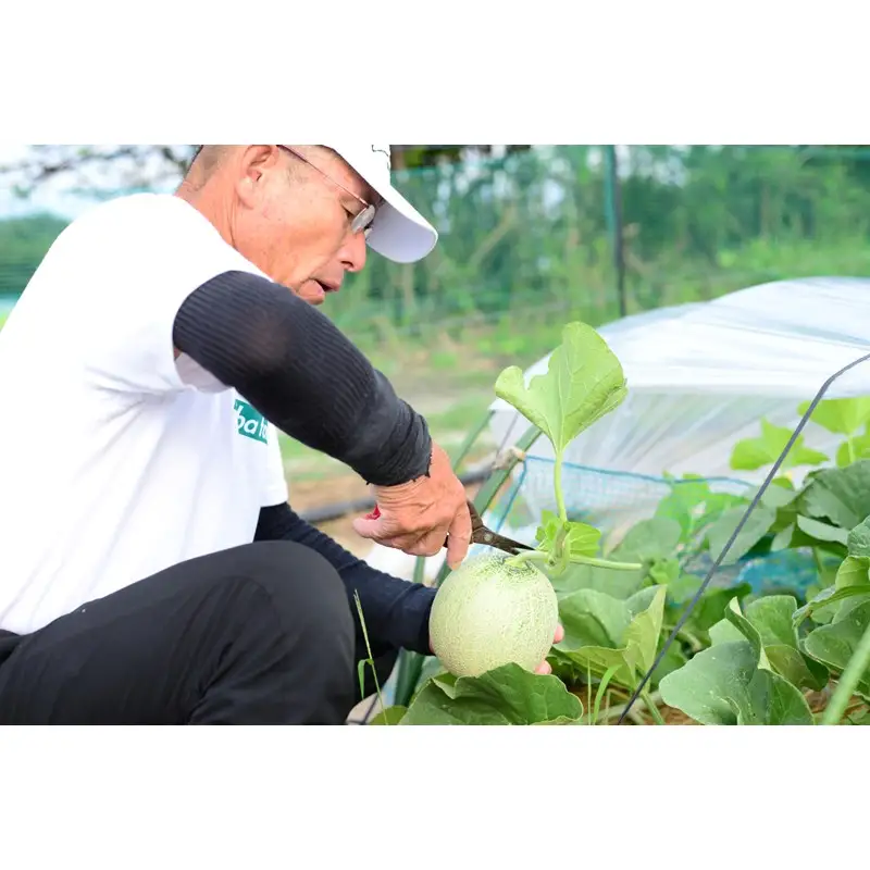 【先行予約】 年間生産量200玉の最上級メロン「新芳露-幻-」（2026年7月下旬～発送） メロン 高級メロン ギフト プレゼント お祝い 桐箱入 贈答用メロン 高級フルーツ 丹後 京都 京丹後 厳選 ふるさと納税 ギフト