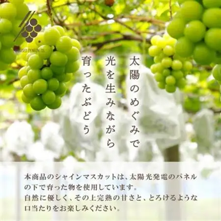 【2026年発送】 シャインマスカット 1房(約500g～600g) 【訳あり】【配送不可地域：離島・沖縄県】【1579990】