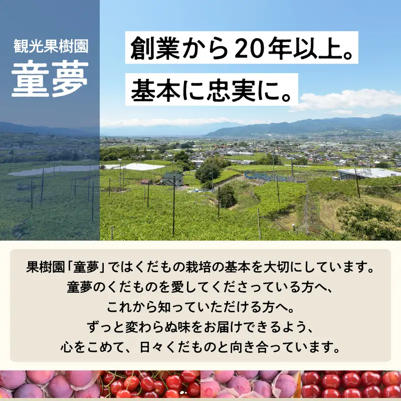 【訳あり】童夢のすもも「貴陽」化粧箱 10～11玉（約1.1～1.4kg）【2026年発送】（DOM）A05-141 すもも フルーツ