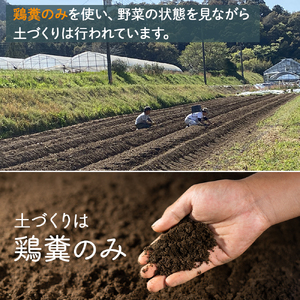 【栽培期間中、農薬・化学肥料不使用】桐島畑の季節野菜詰め合わせ(5種類)(定期便12か月コース)　Rfkh-A02 ／ やさい 国産野菜 四万十 高知 季節 フレッシュ 旬 無農薬 有機農業 野菜セット 新鮮 フレッシュ こだわり栽培 安心安全