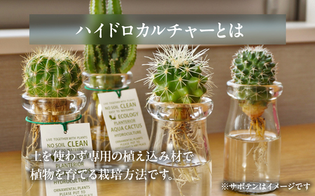 ハイドロカルチャー 観葉植物 アクアカクタスS 2鉢セット サボテン 土無し インテリア 緑 グリーン 植物 簡単 初心者 かわいい 自然 おしゃれ 送料無料 Green Walk グリーンウォーク 愛知県 豊橋市