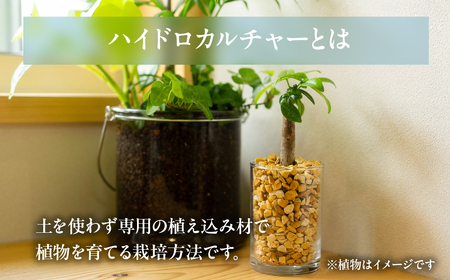 ハイドロカルチャー バルーン 陶器鉢 ゼオライト植え 3鉢セット 土無し インテリア 緑 グリーン 植物 簡単 初心者 かわいい 自然 おしゃれ 送料無料 Green Walk グリーンウォーク 愛知県 豊橋市
