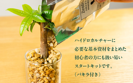 ハイドロカルチャー 観葉植物 パキラ スタートキット 土無し インテリア 緑 グリーン 植物 簡単 初心者 かわいい 自然 おしゃれ 送料無料 Green Walk グリーンウォーク 愛知県 豊橋市