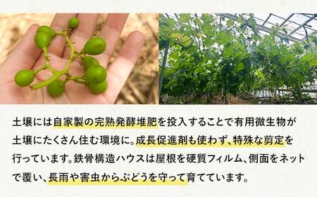 【先行予約】【農薬・化学肥料不使用】ぶどうの粒 無選別（200g）×3パック フルーツ ぶどう 葡萄 ブドウ ピオーネ 有機 無農薬 山口県 山陽小野田市 ふるさと納税 F6L-1227