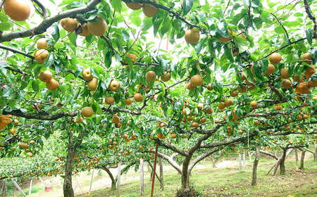 九重町産 梨 約2.7kg 豊水 新高 果物 フルーツ 大分県産 【2026年9月上旬-10月上旬発送予定】