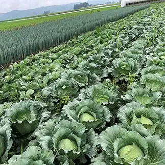 会津発　季節の野菜だより（大）定期便3回　【07208-0263】