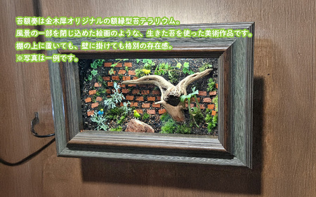 壁に掛ける額縁型苔テラリウム『苔額奏』