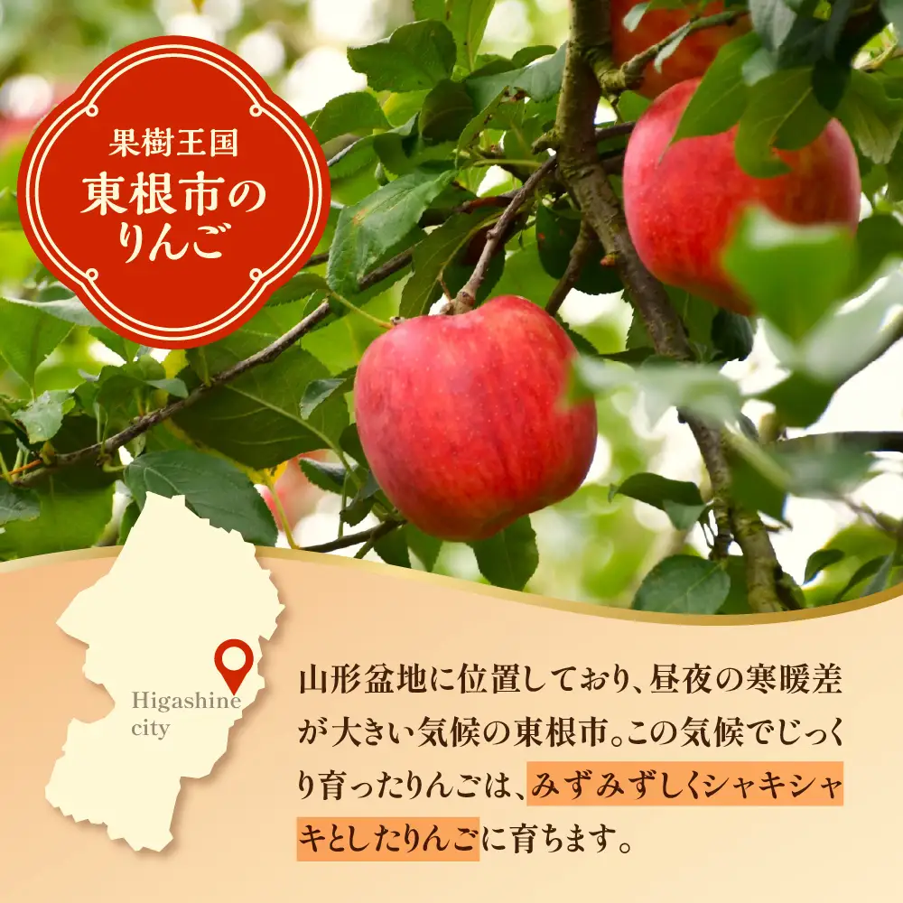 【2026年産】 りんご ( 品種おまかせ ) 10kg りんご