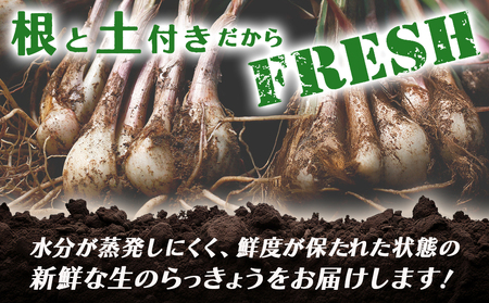 【先行受付!】根付き土付き生らっきょう5kg≪2026年5月中旬以降順次お届け≫_12-L701_(都城市)  都城産 根付き・土付き らっきょう らっきょう漬 塩らっきょう 酢味噌和え 塩漬け 酢漬け