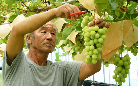 【令和8年産先行予約】 シャインマスカット・ピオーネ (各1房ずつ) 約1kg　佐藤農園