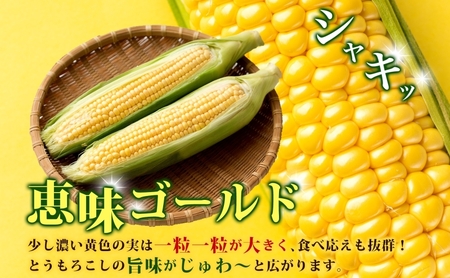 北海道 とうもろこし 恵味ゴールド 約10kg 22本入り 2026年8月中旬～末頃お届けトウモロコシ コーン 甘い 産地直送 BBQ とうきび 国産 人気 バーベキュー お取り寄せ 北海道産 洞爺湖町